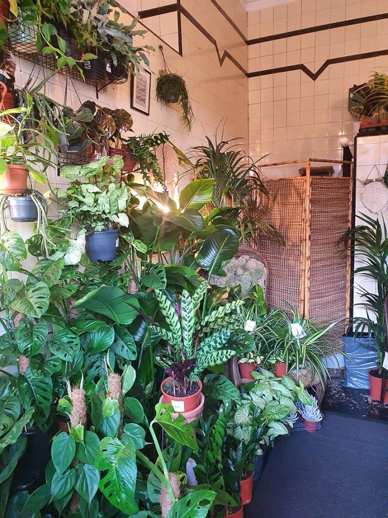 Selection of houseplants on display at Rooted in Scotland, rosemount aberdeen